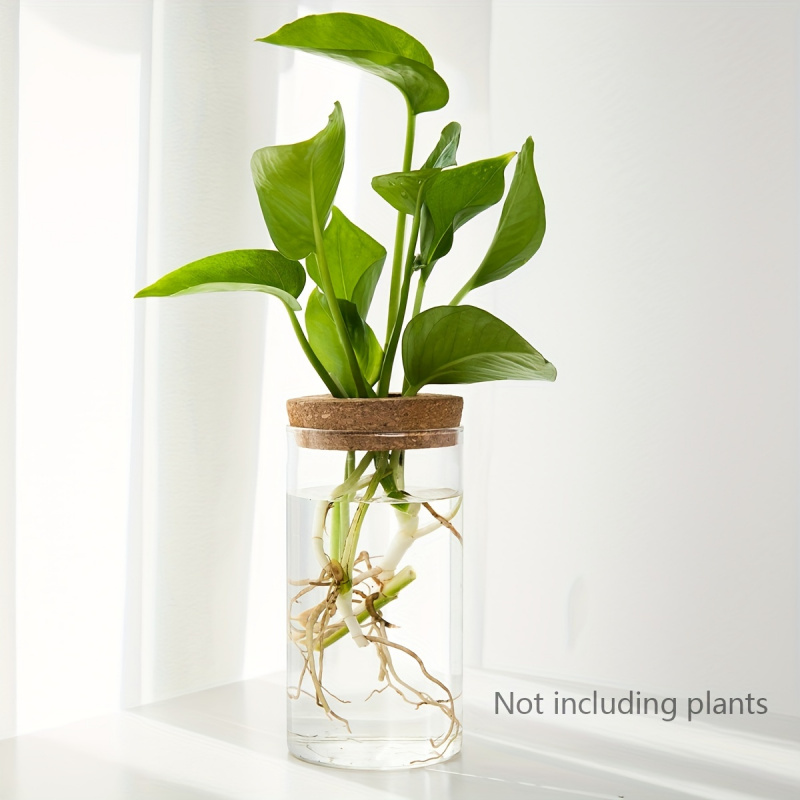 1 Stück, Hydrokultur Pflanzen  – Propagation Station Vase Bewertung und Preis
