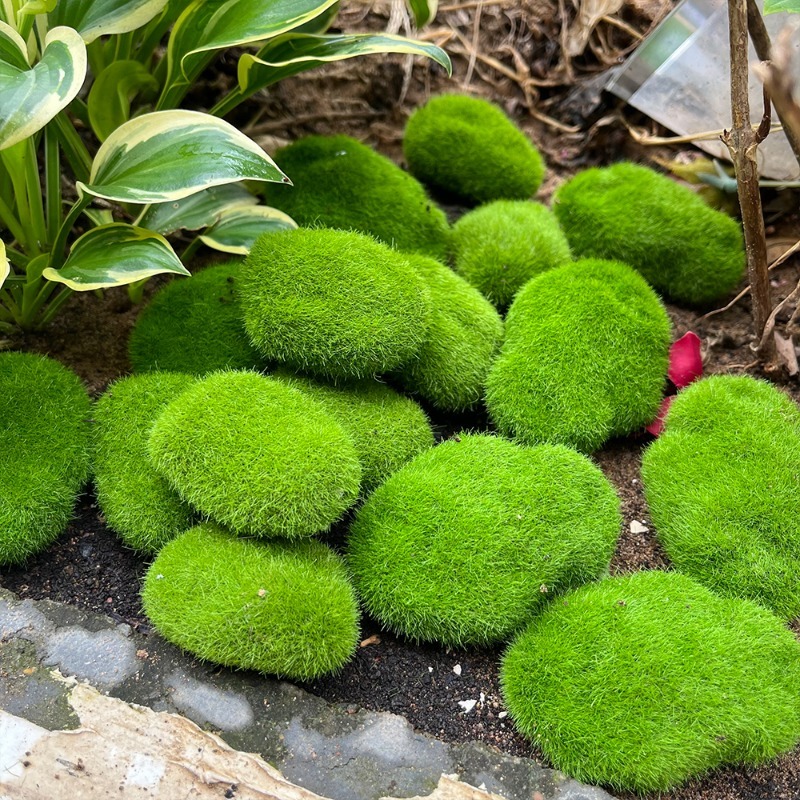 5/30 Stück Simulierte Moosstei – Sphagnum Moss Dry Bewertung und Preis