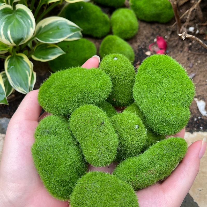 5/30 Stück Simulierte Moosstei – Sphagnum Moss Dry Bewertung und Preis