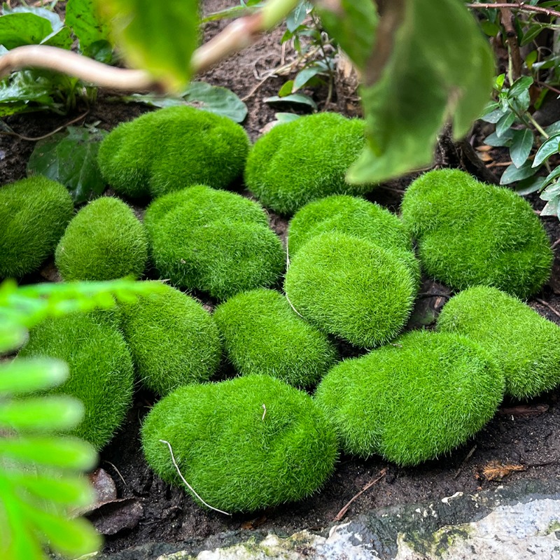 100/5 Stück Künstliche Moosste – Sphagnum Moss Dry Bewertung und Preis