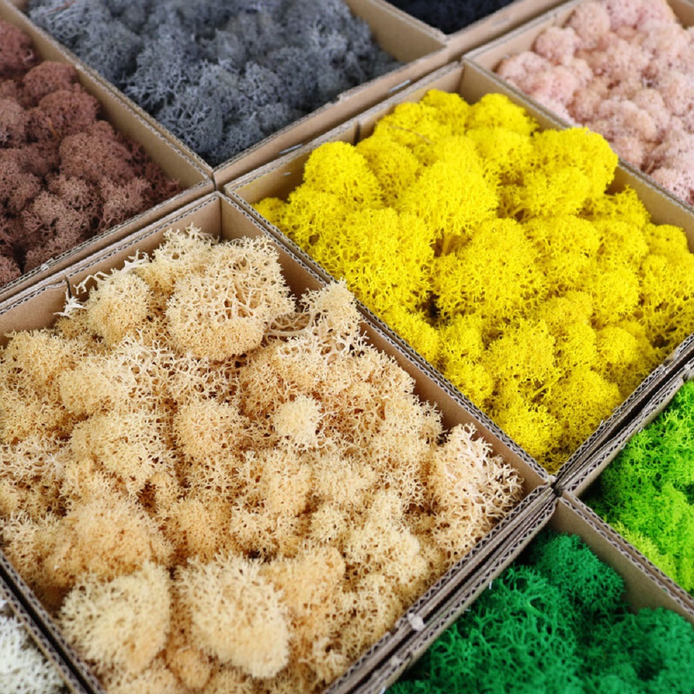 100/200/500g Ewiges Moos DIY B – Sphagnum Moss Dry Bewertung und Preis