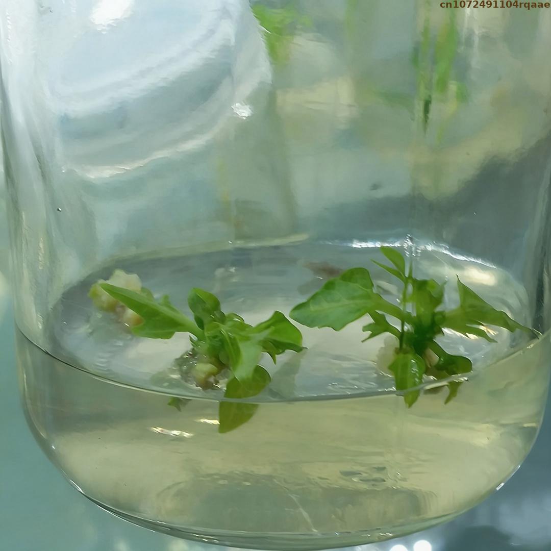Premium Pflanzengewebekultur-A – Agar Tissue Culture Bewertung und Preis