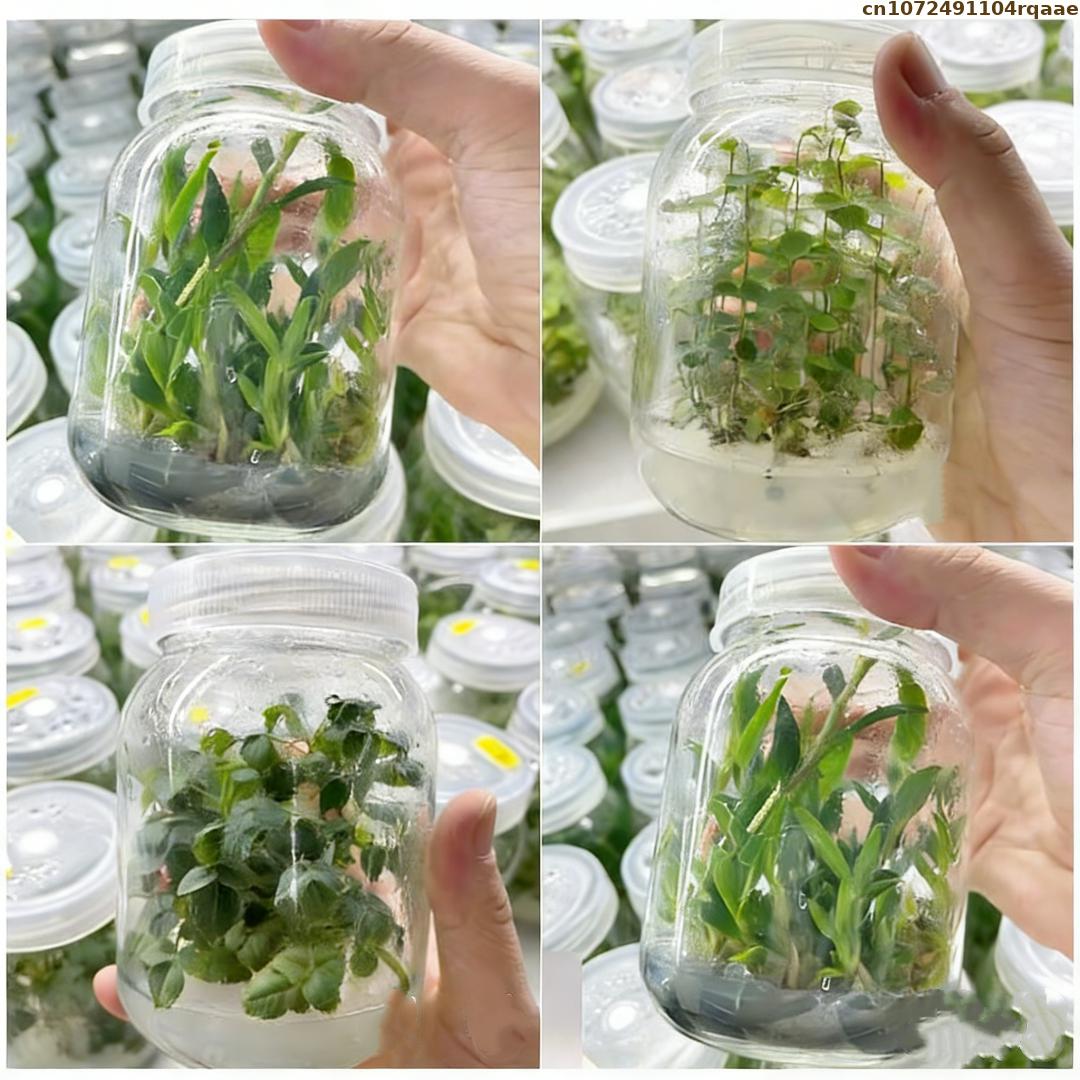 Premium Pflanzengewebekultur-A – Agar Tissue Culture Bewertung und Preis