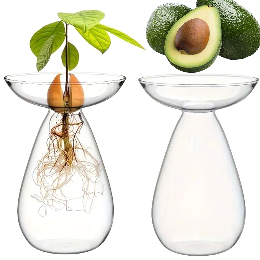 Avocado-Samen-Startbehälter Hy – Propagation Station Vase Bewertung und Preis