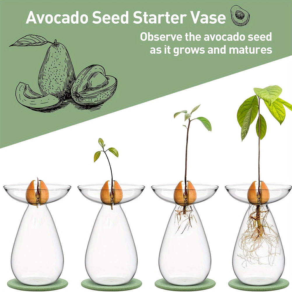 Avocado-Samen-Startbehälter Hy – Propagation Station Vase Bewertung und Preis