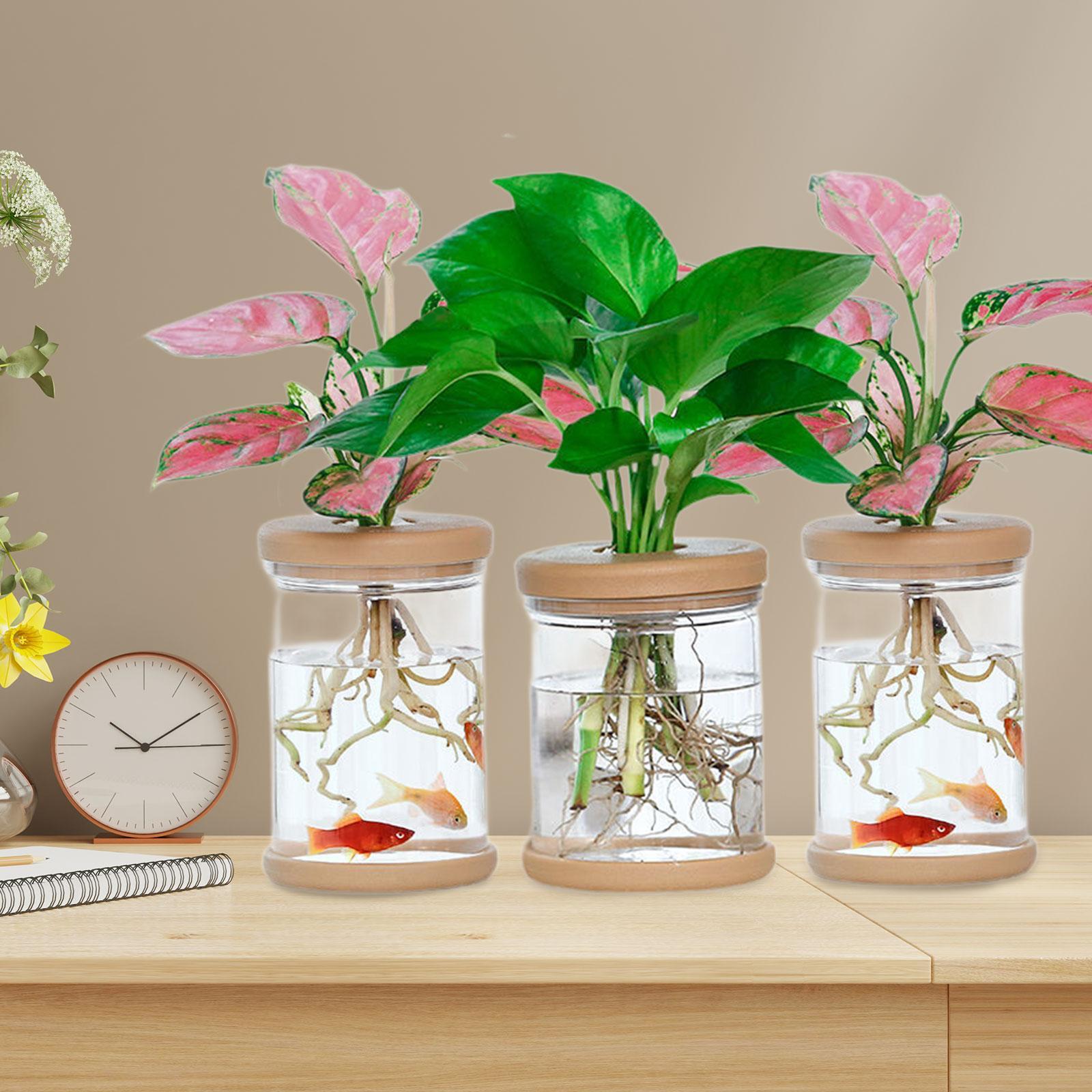 3 Stück Hydrokultur-Blumenvase – Propagation Station Vase Bewertung und Preis