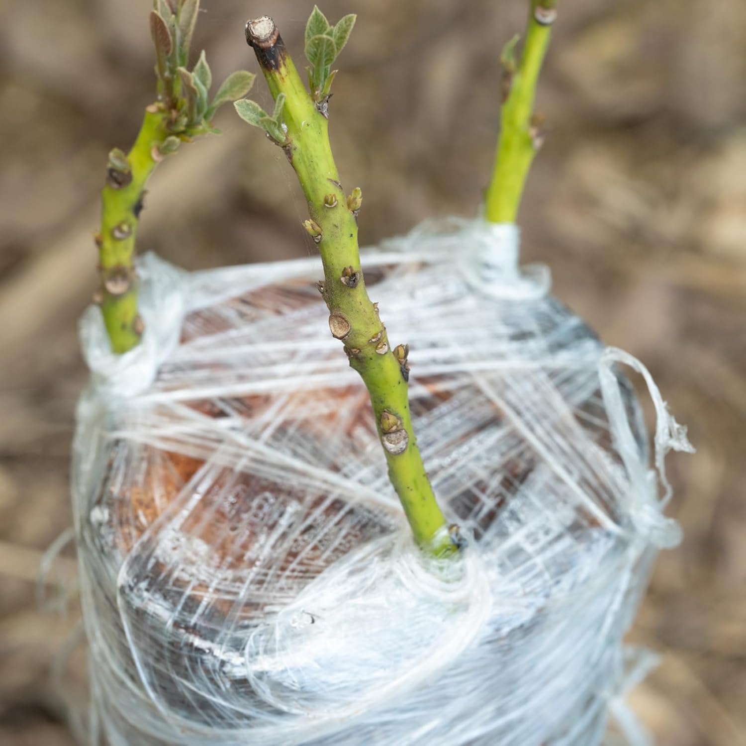 200 m PE-Pfropfbandfolie, selb – Rooting Hormone Powder Bewertung und Preis