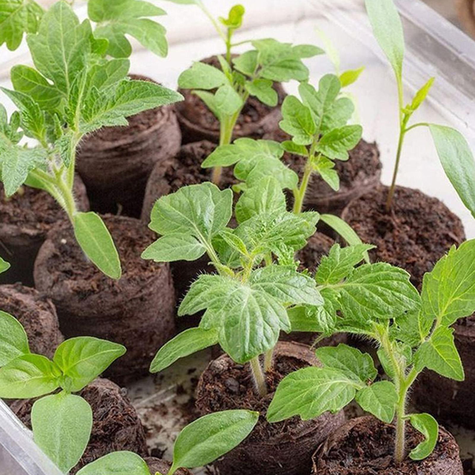 100 Stück Pflanzmischungs-Tray – Peat Pellet Tray Bewertung und Preis