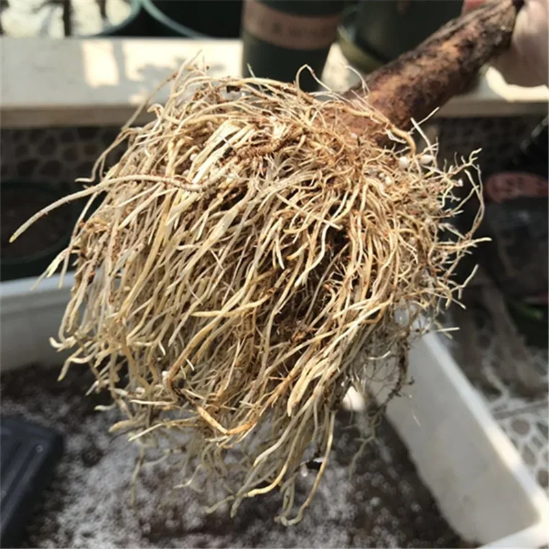 10g schnell wurzeln Pulver Hor – Rooting Hormone Powder Bewertung und Preis